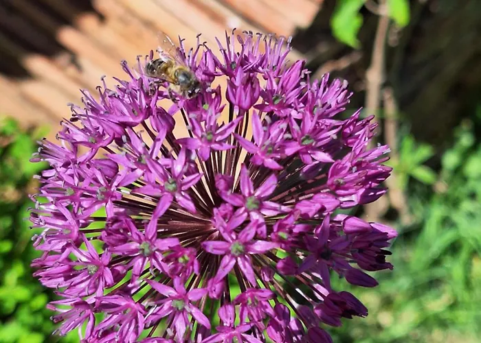 Seppi Appartamento *